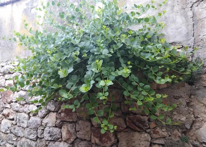 In With Terrace, Air Conditioning, Wi-fi 4440-2 Daire Jelsa (Hvar)